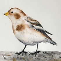My project for course: Naturalist Bird Illustration with Watercolors. Ilustração tradicional, Pintura em aquarela, Desenho realista e Ilustração naturalista projeto de Anita Moravcsik - 05.02.2024