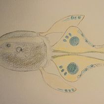 Mein Abschlussprojekt für den Kurs: Surrealistische Illustration mit Naturinspiration. Traditional illustration, Pencil Drawing, Drawing, Artistic Drawing, Naturalistic Illustration, and Colored Pencil Drawing project by Bettina - 02.07.2024