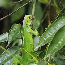 Mi proyecto del curso: Costa Rica y su Biodiversidad única.. Un proyecto de Fotografía y Fotografía digital de Esteban Apablaza Hormazabal - 10.02.2024