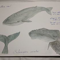 Mi proyecto del curso: Técnicas de ilustración naturalista: ballenas en acuarela. Un progetto di Belle arti, Pittura, Pittura ad acquerello e Illustrazione naturalistica di Mimi Fdez J - 09.02.2024