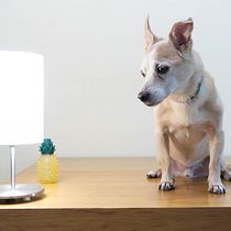 Mi proyecto del curso: Introducción a la fotografía de perros. Un projet de Photographie, Photographie de portrait, Photographie de studio, Photographie documentaire, Photographie lifest, le , et Photographie intérieure de Pablo Jimenez - 10.02.2024