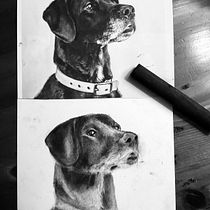 My project for course: Animal Illustration with Charcoal and Ink. Fine Arts, Drawing, Ink Illustration, and Naturalistic Illustration project by awannawiewiora82 - 02.10.2024