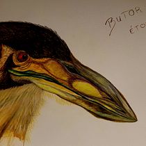 Mon projet du cours : Illustration naturaliste d'oiseaux à l'aquarelle. Ilustração tradicional, Pintura em aquarela, Desenho realista e Ilustração naturalista projeto de Katia Nicolet - 13.02.2024