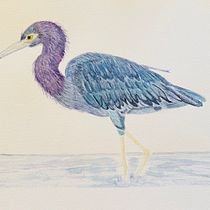 Mon projet du cours : Illustration naturaliste d'oiseaux à l'aquarelle. Ilustração tradicional, Pintura em aquarela, Desenho realista e Ilustração naturalista projeto de henrionsandra - 10.02.2024