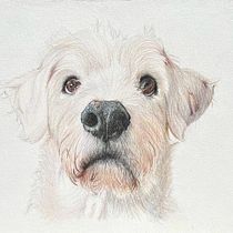 Meu projeto do curso: Retratos de pets a lápis de cor. Traditional illustration, Naturalistic Illustration, and Colored Pencil Drawing project by Bruna Mota - 02.07.2024
