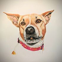 My project for course: My pup Newt's Portraits in Colored Pencils . Traditional illustration, and Naturalistic Illustration project by Cato - 02.09.2024