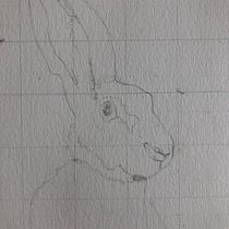 Mein Abschlussprojekt für den Kurs: Ausdrucksstarke Tierporträts in Aquarell. Un projet de Illustration traditionnelle, Aquarelle, Dessin réaliste et Illustration naturaliste de sandramariadreyer - 18.02.2024