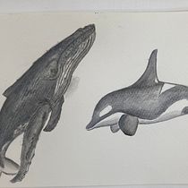 Mi proyecto del curso: Técnicas de ilustración naturalista: ballenas en acuarela. Un progetto di Belle arti, Pittura, Pittura ad acquerello e Illustrazione naturalistica di jr_osuna - 18.02.2024