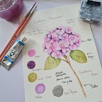 Mi proyecto del curso: Dibujo y composición naturalista en acuarela Hortensia. Traditional illustration, Drawing, Watercolor Painting, and Naturalistic Illustration project by appel_chocolate - 02.18.2024