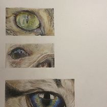 My project for course: Pet Portraits in Colored Pencils. Traditional illustration, and Naturalistic Illustration project by Praspberry Praspberry - 02.25.2024