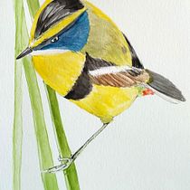 Mi proyecto del curso: Ilustración naturalista de aves con acuarela. Ilustração tradicional, Pintura em aquarela, Desenho realista e Ilustração naturalista projeto de Andrea Zamorano R. - 26.02.2024