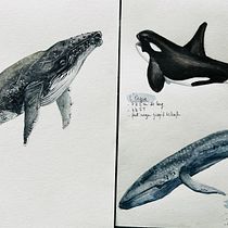 Mon projet du cours : Techniques d'illustration naturaliste : baleines à l'aquarelle. Un progetto di Belle arti, Pittura, Pittura ad acquerello e Illustrazione naturalistica di scarolang - 29.02.2024