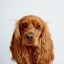 Mi proyecto del curso: Introducción a la fotografía de perros. Un projet de Photographie, Photographie de portrait, Photographie de studio, Photographie documentaire, Photographie lifest, le , et Photographie intérieure de Andii Alberts - 01.03.2024
