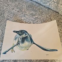 Un pingüino de Caldera. Ilustração tradicional, Pintura em aquarela, Desenho realista e Ilustração naturalista projeto de María José Holloway S. - 06.03.2024