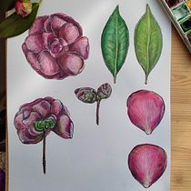Il mio progetto del corso: Illustrazione botanica con acquerello. Traditional illustration, Fine Arts, Painting, Drawing, Watercolor Painting, and Botanical Illustration project by Stefania Neri - 03.07.2024
