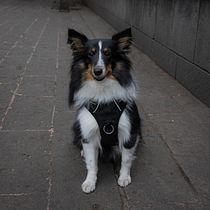 Mi proyecto del curso: Fotografía lifestyle de perros. Un projet de Photographie, Photographie de portrait, Photographie pour Instagram, Photographie documentaire, Photographie lifest , et le de Julian Hernandez - 25.02.2024