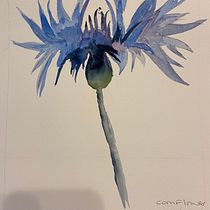 My project for course: Illustrating the Natural World with Watercolor and Charcoal: Butterflies, bees and flower meadow. Traditional illustration, Painting, and Naturalistic Illustration project by Diana Whitworth - 03.08.2024