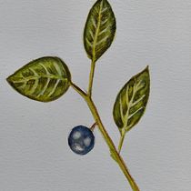 Mi proyecto del curso: Ilustración botánica con acuarela. Traditional illustration, Fine Arts, Painting, Drawing, Watercolor Painting, and Botanical Illustration project by Marta Fernández - 03.12.2024