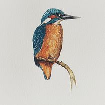Mój projekt z kursu: Naturalistyczne ilustracje ptaków techniką akwarelową. Ilustração tradicional, Pintura em aquarela, Desenho realista e Ilustração naturalista projeto de Adam Jasiewicz - 14.03.2024