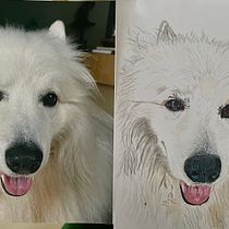 Mi proyecto del curso: Retratos de Mascotas en Lápices de Colores. Traditional illustration, and Naturalistic Illustration project by julieticacruz11 - 03.17.2024