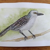 Mi proyecto del curso: Ilustración naturalista de aves con acuarela. Ilustração tradicional, Pintura em aquarela, Desenho realista e Ilustração naturalista projeto de Diana Ochoa - 18.03.2024