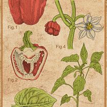 My project for course: Botanical Illustration: From Notebook to Print Ein Projekt aus dem Bereich Traditionelle Illustration, Skizzenentwurf, Zeichnung, Botanische Illustration, Sketchbook und Illustration mit Tinte von frankis0028 - 19.03.2024