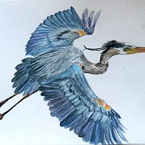 Mon projet du cours : Illustration naturaliste d'oiseaux à l'aquarelle. Ilustração tradicional, Pintura em aquarela, Desenho realista e Ilustração naturalista projeto de scarolang - 19.03.2024