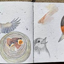 Mein Abschlussprojekt für den Kurs: Naturalistische Aquarellillustration von Vögeln. Ilustração tradicional, Pintura em aquarela, Desenho realista e Ilustração naturalista projeto de Susanne Taudte - 23.03.2024