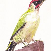 My project for course: Artistic Watercolor Techniques for Illustrating Birds. Traditional illustration, Watercolor Painting, Realistic Drawing, and Naturalistic Illustration project by jkaczorowska.blur - 03.23.2024