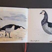 Mein Abschlussprojekt für den Kurs: Naturalistische Aquarellillustration von Vögeln. Ilustração tradicional, Pintura em aquarela, Desenho realista e Ilustração naturalista projeto de Kerstin - 24.03.2024