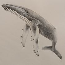 Mi proyecto del curso: Técnicas de ilustración naturalista: ballenas en acuarela. Un progetto di Belle arti, Pittura, Pittura ad acquerello e Illustrazione naturalistica di Esther Pelayo - 24.03.2024