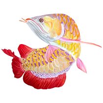 Meu projeto do curso: Ilustração científica de animais em aquarela. Traditional illustration, Watercolor Painting, Realistic Drawing, and Naturalistic Illustration project by Nayara Guimarães - 03.25.2024