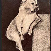 Mon projet du cours : Illustration d'animaux au fusain et à l'encre. Fine Arts, Drawing, Ink Illustration, and Naturalistic Illustration project by effa - 03.26.2024