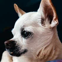 Mein Abschlussprojekt für den Kurs: Hundefotografie . Un projet de Photographie, Photographie de portrait, Photographie lifest , et le de Lia - 28.03.2024