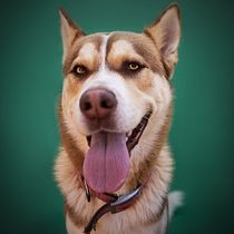 Mi proyecto del curso: Introducción a la fotografía de perros. Un projet de Photographie, Photographie de portrait, Photographie de studio, Photographie documentaire, Photographie lifest, le , et Photographie intérieure de lucia molina - 28.10.2024
