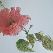 Mon projet du cours : Carnet de croquis botanique : une approche méditative. Ilustração tradicional, Esboçado, Desenho, Pintura em aquarela, Ilustração botânica, e Sketchbook projeto de Michelle Guay - 29.03.2024