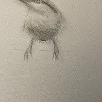 Il mio progetto del corso: Acquerello artistico per illustrazione di animali: gli uccelli. Traditional illustration, Watercolor Painting, Realistic Drawing, and Naturalistic Illustration project by giulia.vicentin93 - 03.31.2024