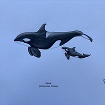 Mi proyecto del curso: Técnicas de ilustración naturalista: ballenas en acuarela. Un progetto di Belle arti, Pittura, Pittura ad acquerello e Illustrazione naturalistica di Romina Montecchia - 01.04.2024