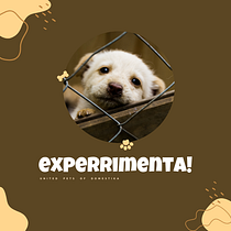 EXPERRIMENTA! Proyecto del curso: Creatividad publicitaria para todos los públicos. Advertising, Creative Consulting, Marketing, and Creativit project by Tomás Loyola Barberis - 04.03.2024