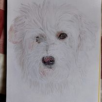Mi proyecto del curso: Retratos de Mascotas en Lápices de Colores. Traditional illustration, and Naturalistic Illustration project by Marta Rodríguez - 04.03.2024