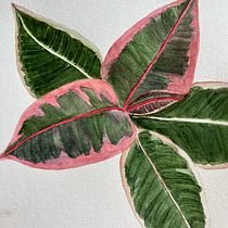 My project for course: Botanical Watercolor for Patterns. Projekt z dziedziny Trad, c, jna ilustracja, Pattern design, Malowanie akwarelą, R i sunek botaniczn użytkownika elizcampos.silva - 05.04.2024