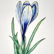 Mein Abschlussprojekt für den Kurs: Naturillustration mit Aquarell und Stift. Traditional illustration, Fine Arts, Painting, Drawing, Watercolor Painting, and Botanical Illustration project by Ulrich Ludwig - 04.05.2024