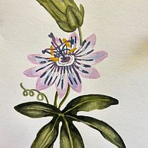 Mi proyecto del curso: Ilustración botánica con acuarela. Traditional illustration, Fine Arts, Painting, Drawing, Watercolor Painting, and Botanical Illustration project by Valentina Alarcón - 04.07.2024