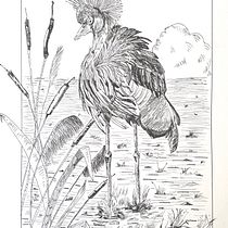 Mon projet du cours : Illustration à l'encre et à la plume : représentez le monde naturel. Sketching, Drawing, Artistic Drawing, Sketchbook, Ink Illustration, and Naturalistic Illustration project by rosane_mas - 04.08.2024