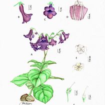 Meu projeto do curso: Ilustração botânica com aquarela. Traditional illustration, Fine Arts, Painting, Drawing, Watercolor Painting, and Botanical Illustration project by Josiene Rossini - 04.07.2024