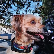 Mi proyecto del curso: Fotografía lifestyle de perros. Un projet de Photographie, Photographie de portrait, Photographie pour Instagram, Photographie documentaire, Photographie lifest , et le de Gloria Lorena Santos Aguilera - 09.04.2024