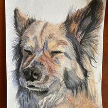 My project for course: Pet Portraits in Colored Pencils. Traditional illustration, and Naturalistic Illustration project by Louise Sumner - 04.11.2024