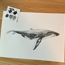 Mi proyecto del curso: Técnicas de ilustración naturalista: ballena jorobada. Un progetto di Belle arti, Pittura, Pittura ad acquerello e Illustrazione naturalistica di marzuluaga1493 - 12.04.2024