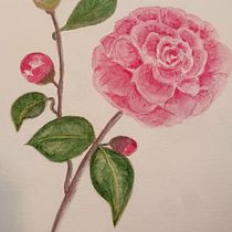 Mon projet du cours : Illustration botanique à l’aquarelle. Traditional illustration, Fine Arts, Painting, Drawing, Watercolor Painting, and Botanical Illustration project by cerezo_michele - 04.13.2024