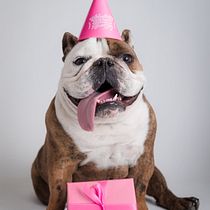 Mi proyecto del curso: Introducción a la fotografía de perros. Un projet de Photographie, Photographie de portrait, Photographie de studio, Photographie documentaire, Photographie lifest, le , et Photographie intérieure de andrespozobon - 16.04.2024
